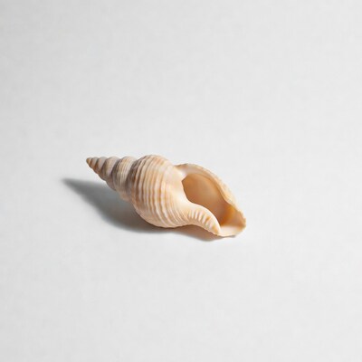 White seashell on white background