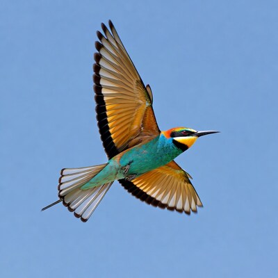 European Bee-eater Flying in Blue Sky
