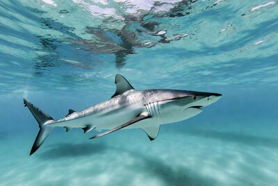Blacktip shark swimming underwater