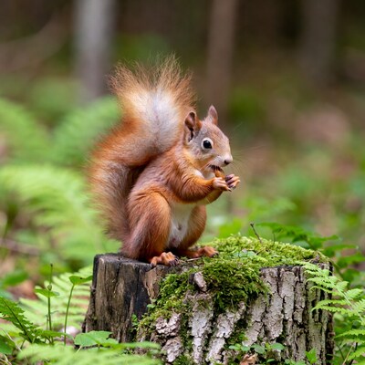 Red Squirrel Eating on Mossy Stump