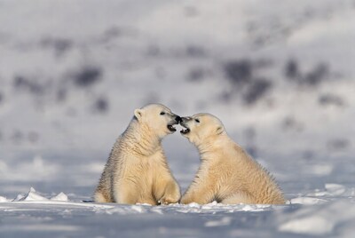 Two polar bear cubs playing in snow
