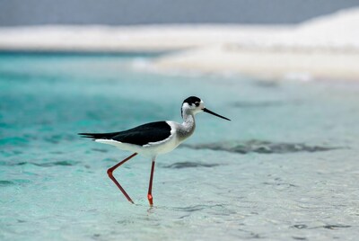 Black-necked Stilt in shallow turquoise water