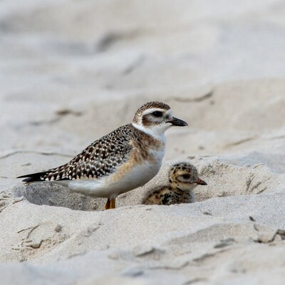 Piping Plover with Chick on Beach