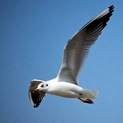 Seagull flying against blue sky