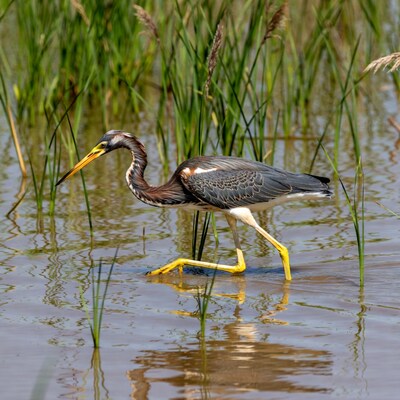 Tricolored Heron wading in marsh