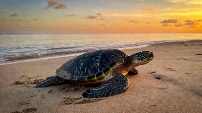 Sea Turtle on Beach at Sunset