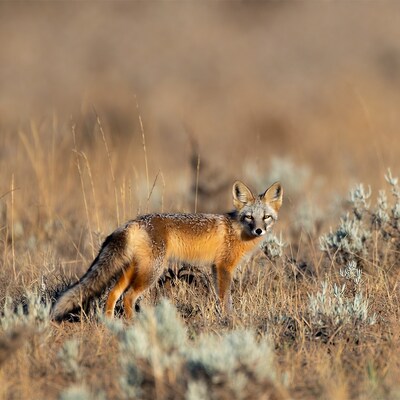 Kit Fox Standing in Dry Grass