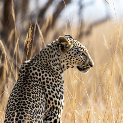 Leopard in tall grass