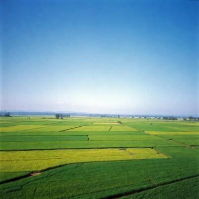 Aerial View of Rice Paddy Fields