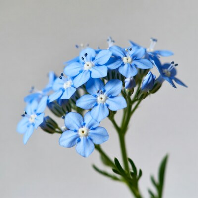 Blue Forget-Me-Not Flowers