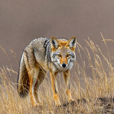 Coyote standing in tall grass