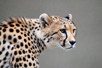 Cheetah profile on gray background