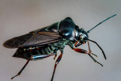 Metallic Green Bug on Gray Background