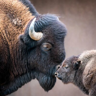 Bison nuzzling baby calf