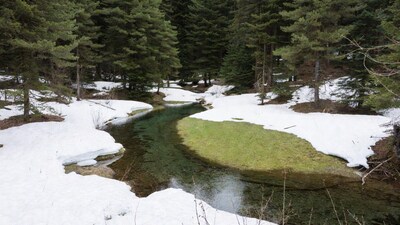 Snowy Stream in Pine Forest