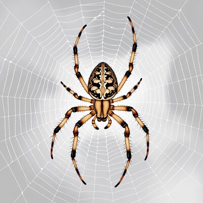 Garden Spider on Web Illustration