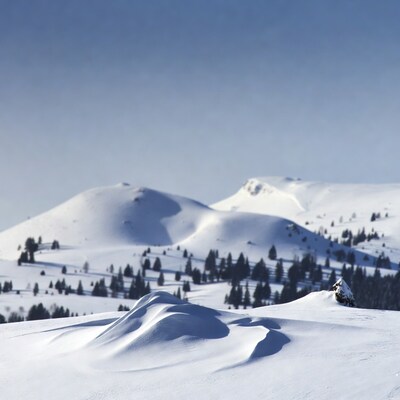 Snowy Mountains with Pine Trees