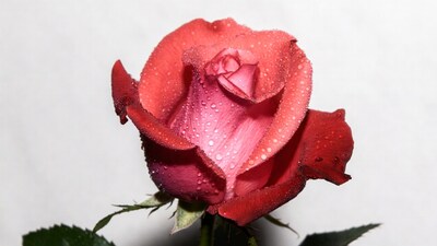 Red Rose with Dew Drops