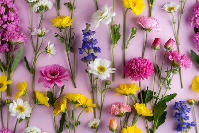 Colorful Flowers on Pink Background