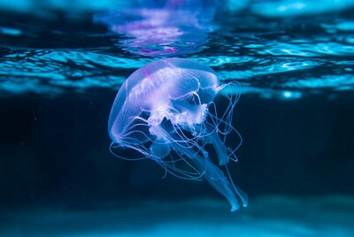 Glowing Jellyfish Underwater
