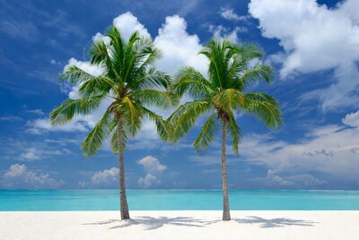Two Palm Trees on Tropical Beach