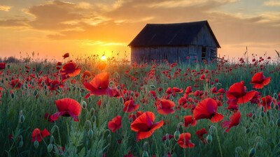 Sunset over Poppy Field and Wooden Barn