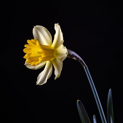 Yellow Daffodil on Black Background