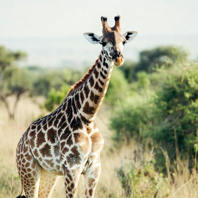 Giraffe standing in savanna grass
