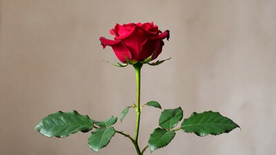 Red Rose on Beige Background