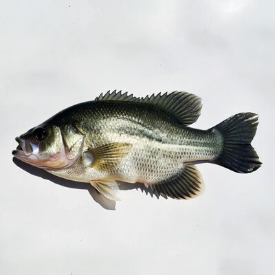 Black Crappie Fish on White Background