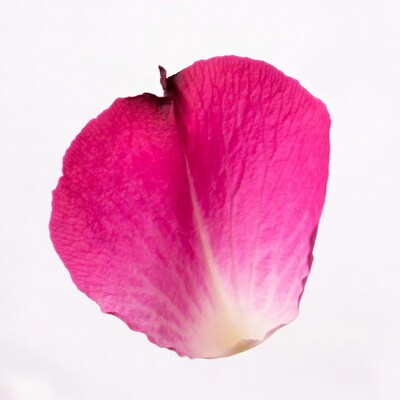 Pink Rose Petal on White