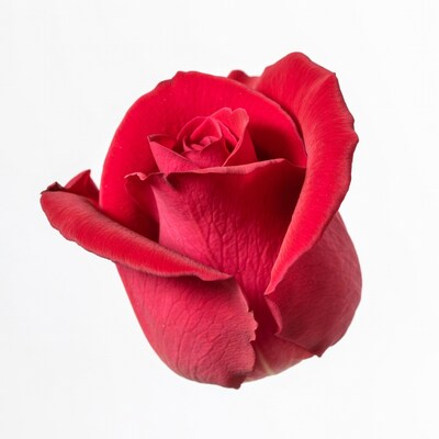 Red Rose on White Background