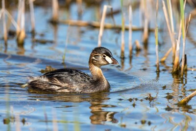 Pied-billed Grebe swimming in water