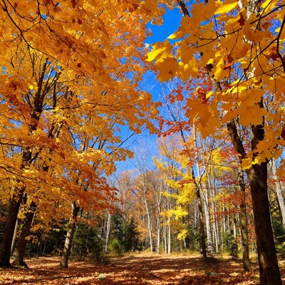 Autumn Forest with Yellow Maple Trees