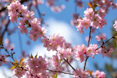 Pink Cherry Blossoms Against Blue Sky