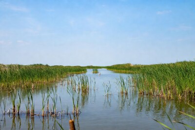 Reeds in Marshy Wetland