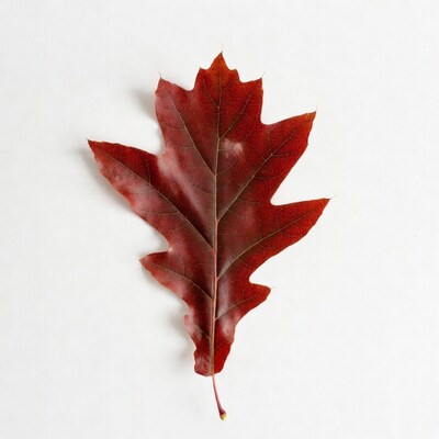 Red oak leaf on white background