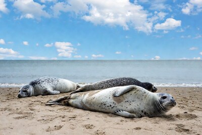 Harbor seals resting on beach