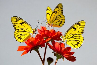 Yellow Butterflies on Red Flowers
