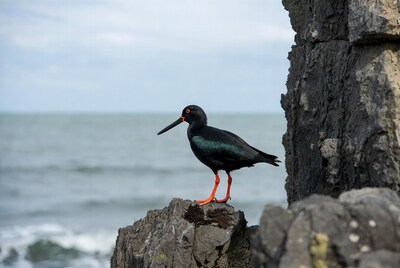 Black-winged Stilt on coastal rock