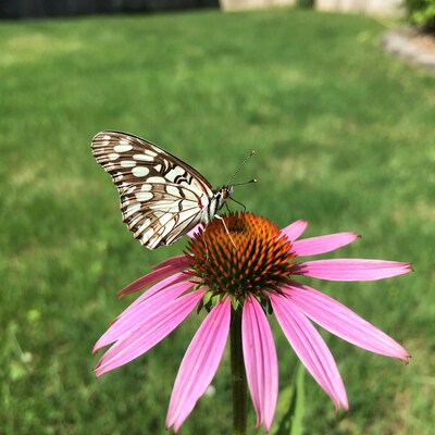 White butterfly on pink coneflower
