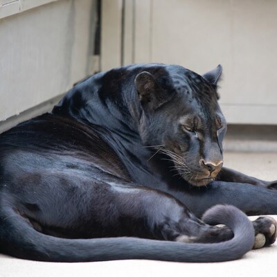 Black Panther Lying on Ground