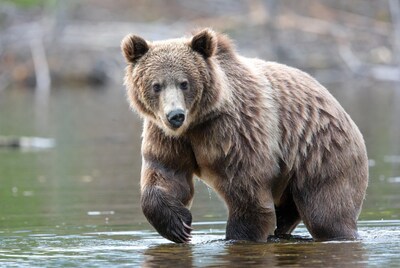 Grizzly bear wading in water