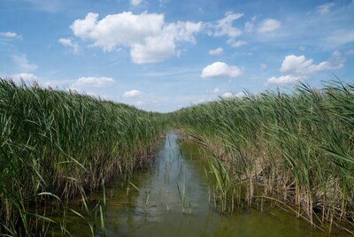 Reed-lined channel in marsh under blue sky