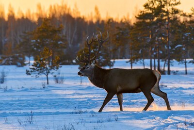 Red Deer Stag Walking in Snowy Sunset