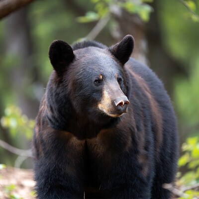 Black bear in forest