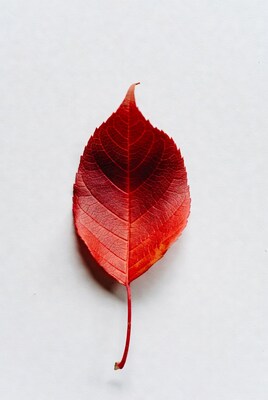 Red autumn leaf on white background