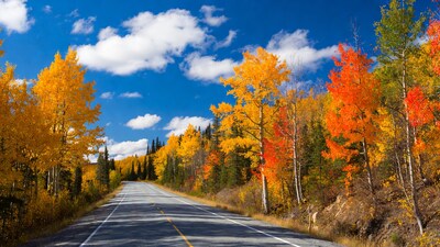 Fall Aspen Trees Along Winding Road