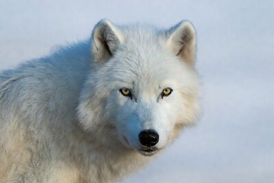 Arctic Wolf Close-Up Portrait