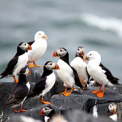 Group of puffins on rocky shore